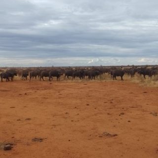 Tsavo East Safari From Mombasa with Nova Afrika Kenya Safaris