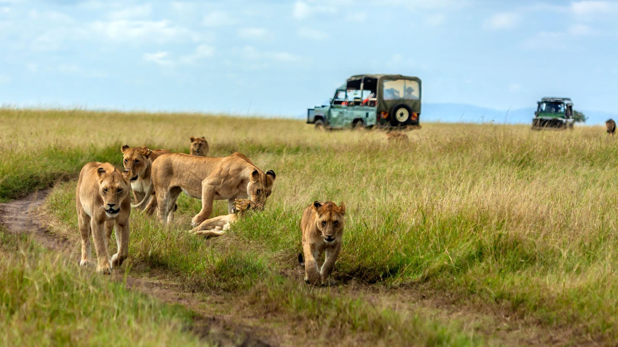 Kenya Big Five Safari Masai Mara