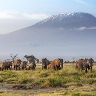 Kenya big safari amboseli national park from Nairobi