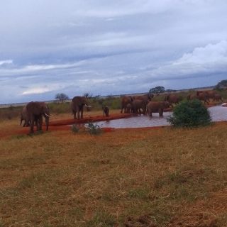 Red elephants Tsvao East Safari with Nova Afrika Kenya Safaris