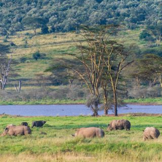 Rhino safari trip lake Nakuru from Nairobi