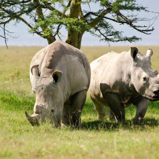 Rhinos Lake Nakuru national park day trip from Nairobi