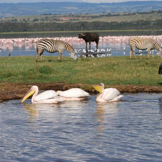 Wildlife safari Lake Nakuru Kenia