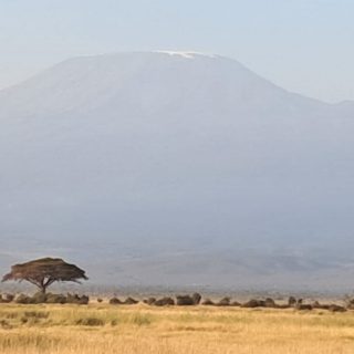 Amboseli mount kilimanjaro views safari tour