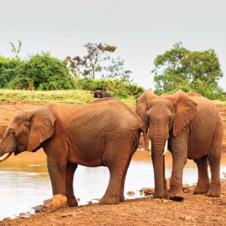 Elephants Aberdare national park safari trip
