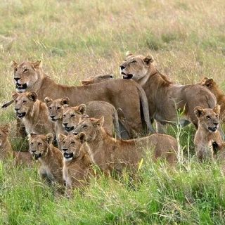 Lion pride Masai Mara wildlife safari Kenia