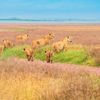 Lion safari Ngorongoro Crater Tanzania