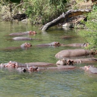 Mzima Springs in Tsavo West National Park Kenya