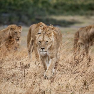 Ngorongoro Karatu big five Tanzania Safari tour
