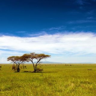 Tarangire Tanzania Family safari